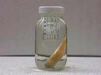 藏品(小花鱸)的圖片